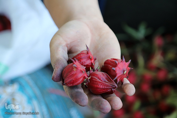 برداشت چای ترش در روستای «ابوالدبس» از توابع شهرستان کارون