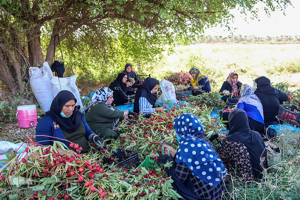 برداشت چای ترش در روستای «ابوالدبس» از توابع شهرستان کارون