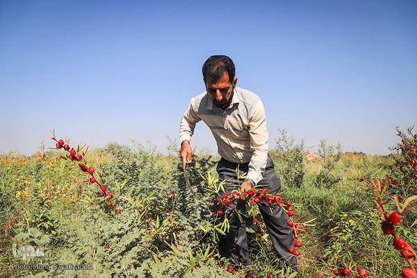 برداشت چای ترش در روستای «ابوالدبس» از توابع شهرستان کارون