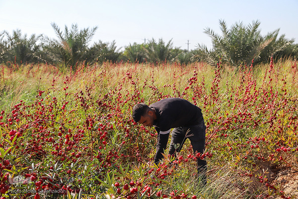 برداشت چای ترش در روستای «ابوالدبس» از توابع شهرستان کارون
