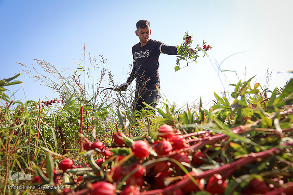 برداشت چای ترش در روستای «ابوالدبس» از توابع شهرستان کارون