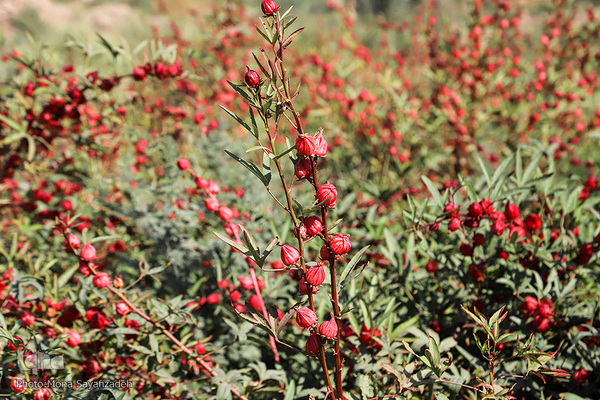 برداشت چای ترش در روستای «ابوالدبس» از توابع شهرستان کارون