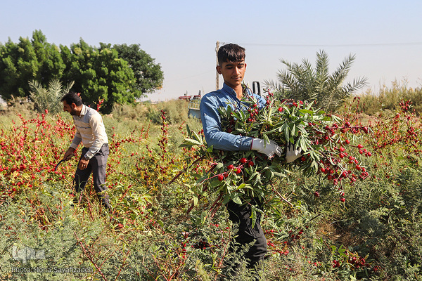 برداشت چای ترش در روستای «ابوالدبس» از توابع شهرستان کارون