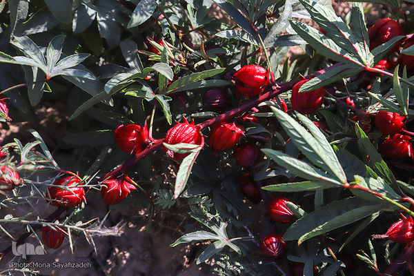 برداشت چای ترش در روستای «ابوالدبس» از توابع شهرستان کارون