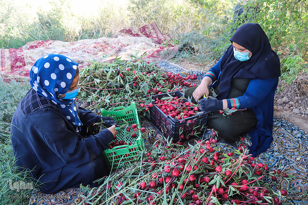 برداشت چای ترش در روستای «ابوالدبس» از توابع شهرستان کارون