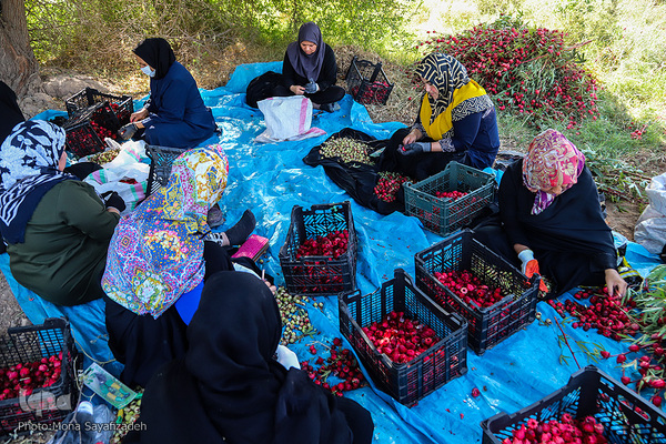 برداشت چای ترش در روستای «ابوالدبس» از توابع شهرستان کارون