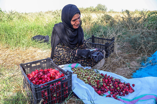برداشت چای ترش در روستای «ابوالدبس» از توابع شهرستان کارون