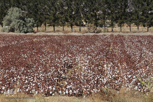 مزارع پنبه، طلای سفید خراسان جنوبی