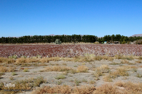 مزارع پنبه، طلای سفید خراسان جنوبی