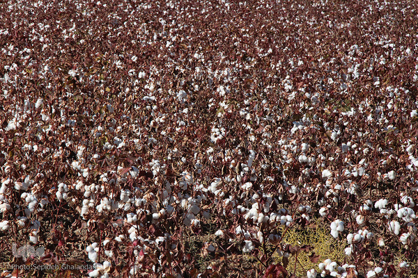 مزارع پنبه، طلای سفید خراسان جنوبی