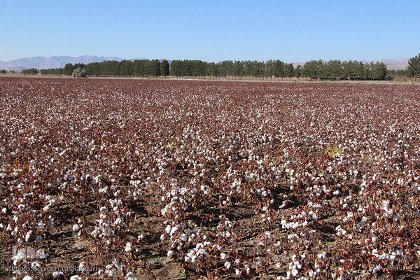 مزارع پنبه، طلای سفید خراسان جنوبی