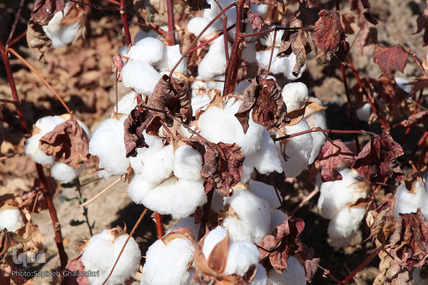 مزارع پنبه، طلای سفید خراسان جنوبی