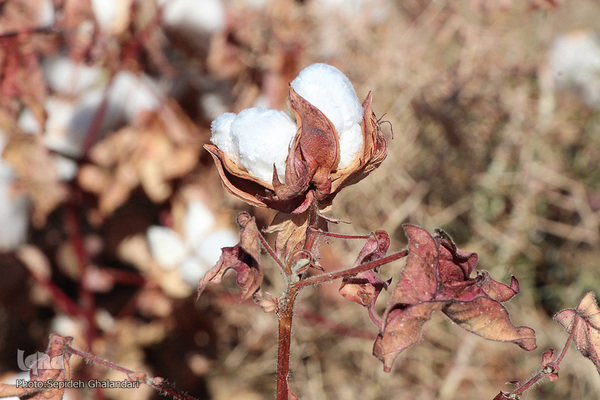 مزارع پنبه، طلای سفید خراسان جنوبی