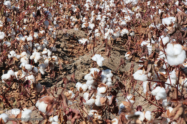 مزارع پنبه، طلای سفید خراسان جنوبی