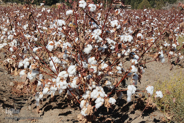 مزارع پنبه، طلای سفید خراسان جنوبی