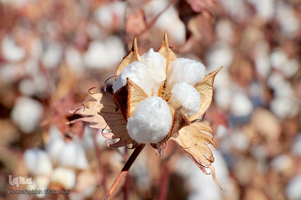 مزارع پنبه، طلای سفید خراسان جنوبی