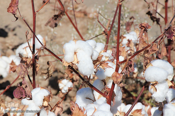 مزارع پنبه، طلای سفید خراسان جنوبی