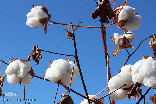 مزارع پنبه، طلای سفید خراسان جنوبی