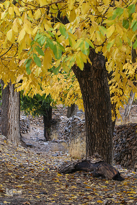 پاییز هزار رنگ در روستای «انجدان» اراک