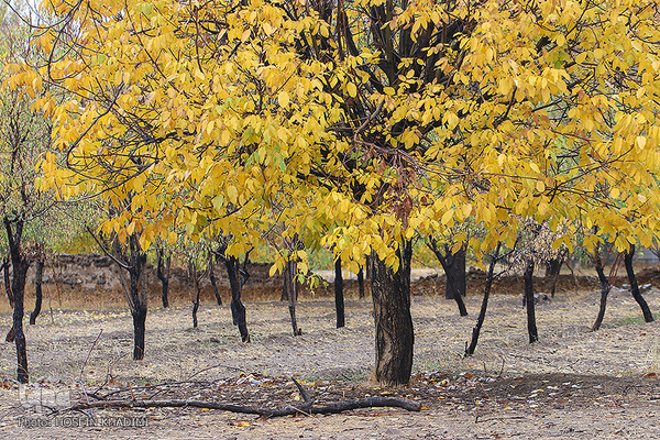 پاییز هزار رنگ در روستای «انجدان» اراک