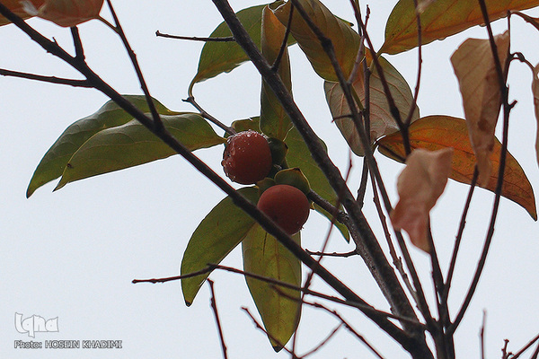 پاییز هزار رنگ در روستای «انجدان» اراک