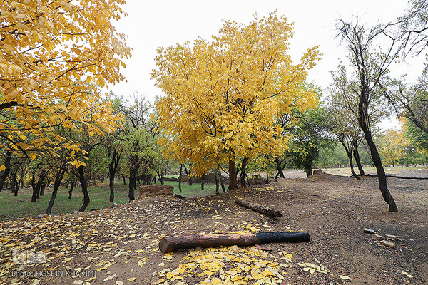 پاییز هزار رنگ در روستای «انجدان» اراک