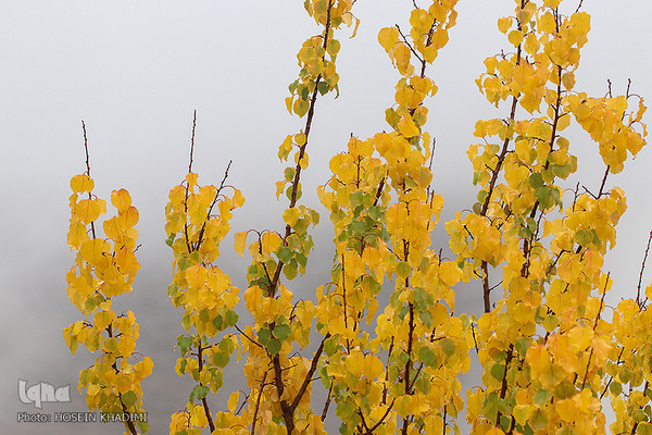 پاییز هزار رنگ در روستای «انجدان» اراک