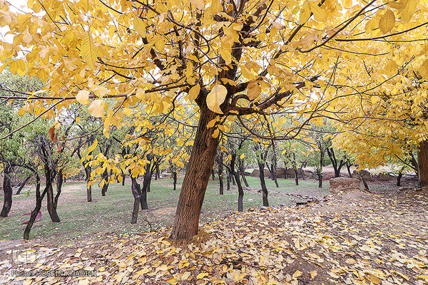 پاییز هزار رنگ در روستای «انجدان» اراک