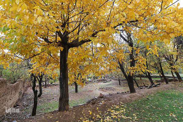 پاییز هزار رنگ در روستای «انجدان» اراک