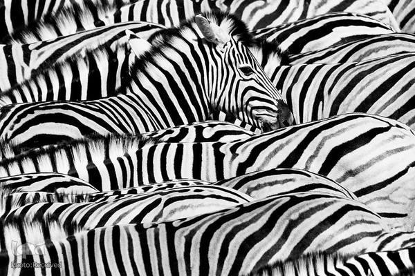 آثار فینالیست مسابقه عکاسی حیات وحش۲۰۲۱ موزه تاریخ طبیعی لندن