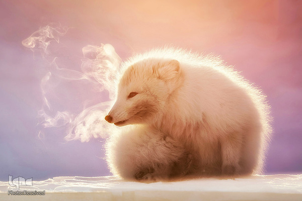 آثار فینالیست مسابقه عکاسی حیات وحش۲۰۲۱ موزه تاریخ طبیعی لندن