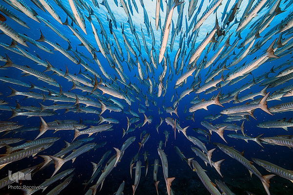 آثار فینالیست مسابقه عکاسی حیات وحش۲۰۲۱ موزه تاریخ طبیعی لندن