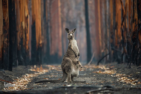 آثار فینالیست مسابقه عکاسی حیات وحش۲۰۲۱ موزه تاریخ طبیعی لندن