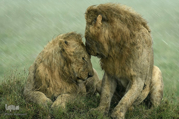 آثار فینالیست مسابقه عکاسی حیات وحش۲۰۲۱ موزه تاریخ طبیعی لندن