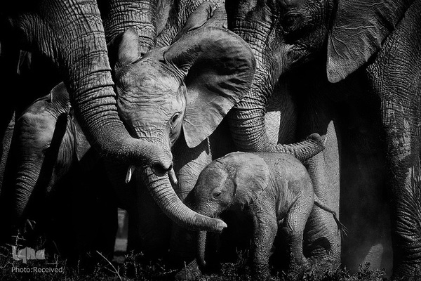 آثار فینالیست مسابقه عکاسی حیات وحش۲۰۲۱ موزه تاریخ طبیعی لندن