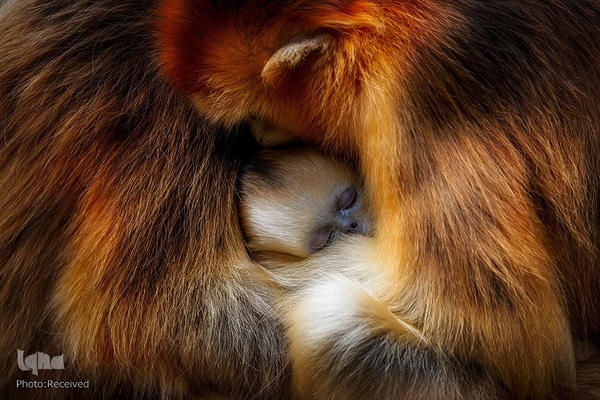 آثار فینالیست مسابقه عکاسی حیات وحش۲۰۲۱ موزه تاریخ طبیعی لندن