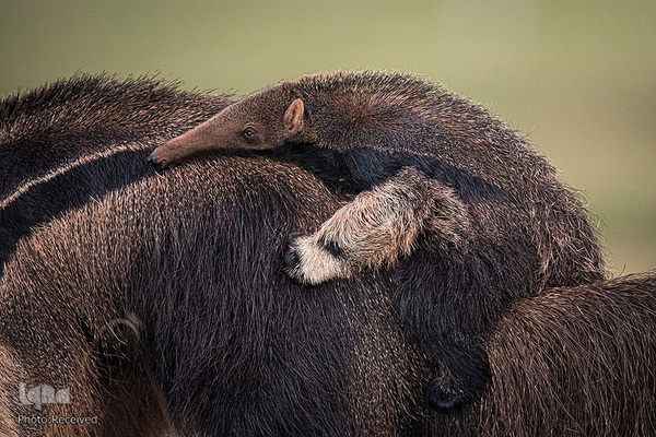 آثار فینالیست مسابقه عکاسی حیات وحش۲۰۲۱ موزه تاریخ طبیعی لندن
