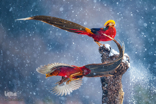 آثار فینالیست مسابقه عکاسی حیات وحش۲۰۲۱ موزه تاریخ طبیعی لندن