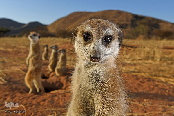 آثار فینالیست مسابقه عکاسی حیات وحش۲۰۲۱ موزه تاریخ طبیعی لندن