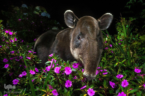 آثار فینالیست مسابقه عکاسی حیات وحش۲۰۲۱ موزه تاریخ طبیعی لندن