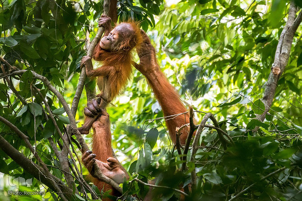 آثار فینالیست مسابقه عکاسی حیات وحش۲۰۲۱ موزه تاریخ طبیعی لندن