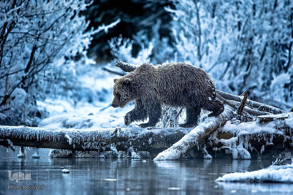 آثار فینالیست مسابقه عکاسی حیات وحش۲۰۲۱ موزه تاریخ طبیعی لندن