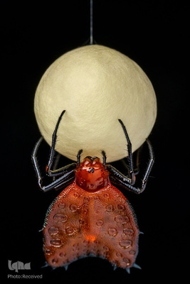 آثار فینالیست مسابقه عکاسی حیات وحش۲۰۲۱ موزه تاریخ طبیعی لندن