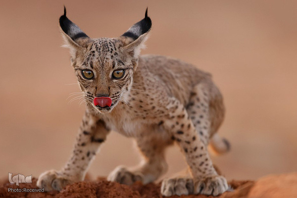 آثار فینالیست مسابقه عکاسی حیات وحش۲۰۲۱ موزه تاریخ طبیعی لندن