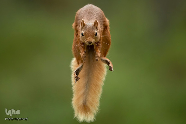 آثار فینالیست مسابقه عکاسی حیات وحش۲۰۲۱ موزه تاریخ طبیعی لندن