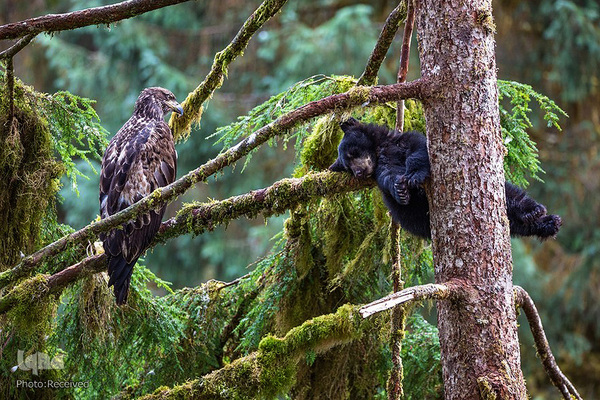 آثار فینالیست مسابقه عکاسی حیات وحش۲۰۲۱ موزه تاریخ طبیعی لندن