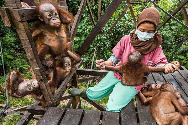 آثار فینالیست مسابقه عکاسی حیات وحش۲۰۲۱ موزه تاریخ طبیعی لندن