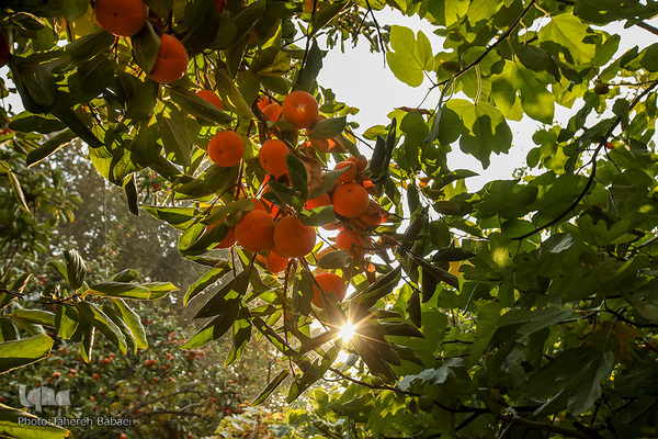 چهارمین جشنواره خرمالوی کن 