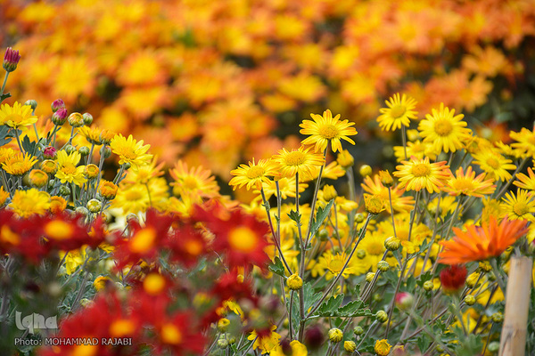 نمایشگاه گل‌های داوودی در محلات، پایتخت گل ایران