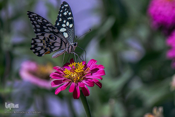 برگی از شگفتی‌های خلقت‎‎